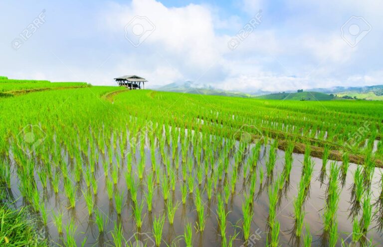 Sustainability - Silver Ridge Rice Mills Ltd